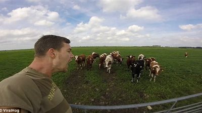 بالفيديو والصور.. رجل يجمع أبقاره بطريقة غريبة