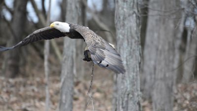 بالصور.. نسر معرض للموت بسبب قيوده