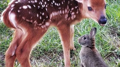 شاهد.. صداقة غريبة بين غزالة وأرنب على طريقة «بامبي»