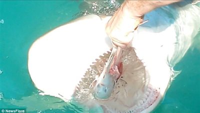 بالفيديو والصور.. متهور يطعم سمكة قرش بيديه العاريتين