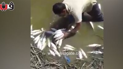 بالفيديو.. نفوق الأسماك في 1500 فدان بمزارع بالفيوم بسبب نقص المياه