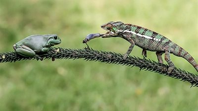 بالصور.. لقطات مذهلة لحرباء تلتهم حشرة