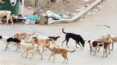 حملة للقضاء على الكلاب الضالة بالشهداء في المنوفية