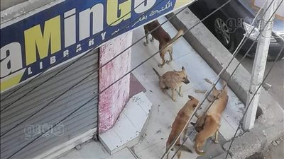 تتكاثر وتتجول براحتها.. الكلاب الضالة ترعب سكان 