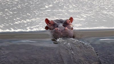 بالصور.. أنثى فرس نهر تثير حيرة مصور