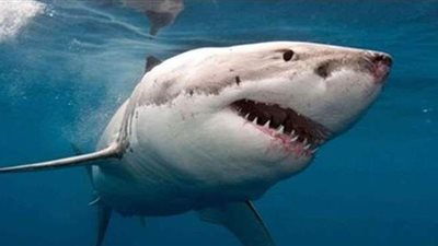 الصندوق الأسود يكشف سر اختفاء سمكة قرش حيّرت العلماء