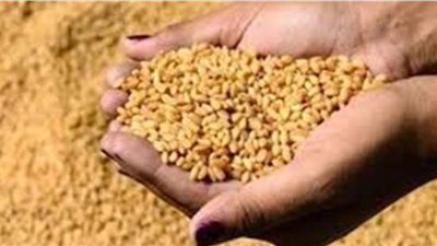 ضبط أمين عهدة شونة لحيازته 693 طن أقماح غير صالحة للاستهلاك بالمنيا