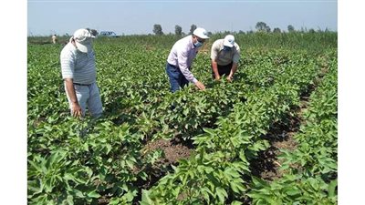 الزراعة : بروتوكول تعاون بين معهد القطن وشركة سيكم لإنتاج تقاوي القطن الحيوي