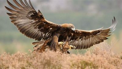 نسر يعترض طائرة مسيرة أمريكية ويسقطها فوق بحيرة ميشيجان