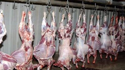 بدء تشغيل المجزر الآلي في توشكى تجريبياً