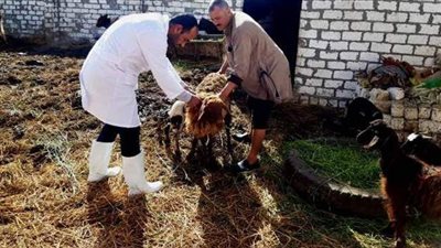 الشرقية خالية من الالتهاب الجلدي العقدي