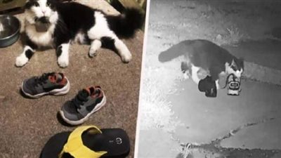 قطة تسرق أحذية الجيران في الولايات المتحدة | فيديو