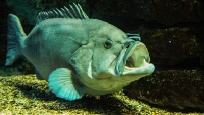 سمكة تقتل صيادا أستراليا في مرفأ داروين