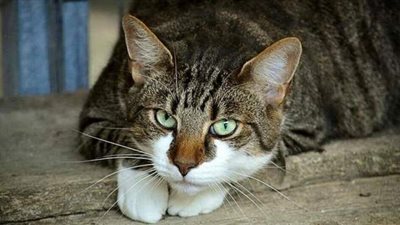 لقطات مؤثرة تبرز التعاطف مع ملجأ 