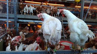 الغرفة التجارية: انهيار أسعار الدواجن بسبب الركود