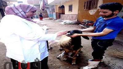 الطب البيطرى بالشرقية: 