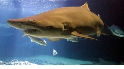 زوج يلكم قرشا ليخلص زوجته من براثنه