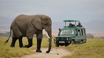 مقاضاة مسئولي حديقة حيوان بسبب العنف ضد الأفيال