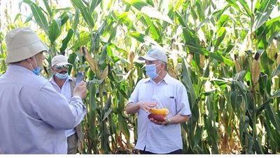 الزراعة تنظم يوما حقليا للذرة الشامية بمحافظة كفر الشيخ