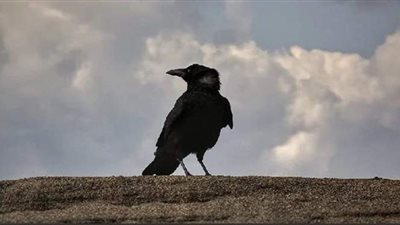 تفسير حلم رؤية الغراب في المنام وعلاقته بالمتاعب والأخبار السيئة والهموم والنفاق