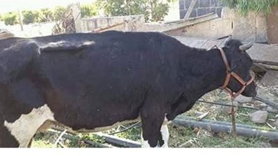 حملات لتحصين الماشية ضد 