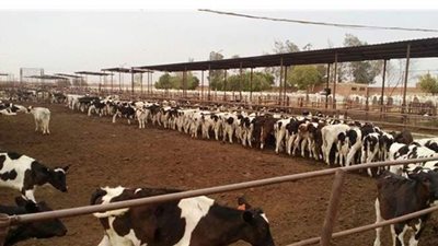 الزراعة: 37.5 مليون جنيه تمويل جديد لمشروع البتلو