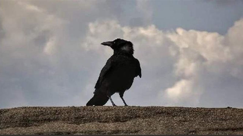 الغراب في المنام