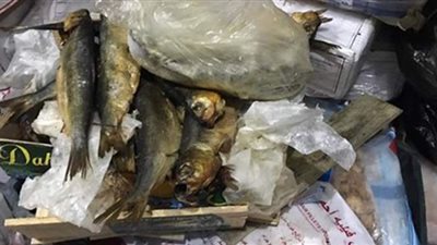 ضبط أسماك فاسدة في ثلاجة مجمدات بالفيوم