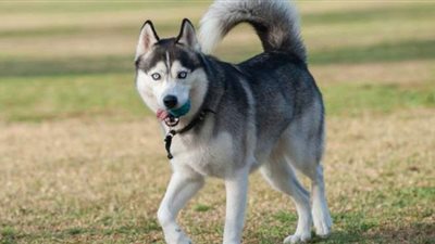 كلب يقوم بحركات مدهشة عندما تمطر السماء | فيديو