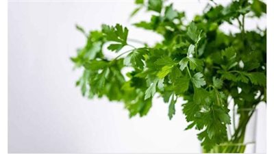 البقدونس.. أفضل عشب لعلاج تورم الساقين