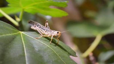 دراسة تكشف دور الجراد في مساعدة أجهزة الأمن للكشف عن المتفجرات