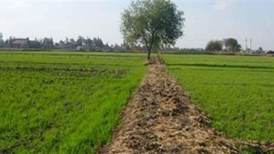 تنمية الريف:  سحب الأراضى حال عدم جدية المتعاقدين عليها أو مخالفتهم لشروط التعاقد