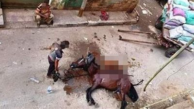 عقوبة صاحب عربة كارو و عاطل لاعتدائهما على حصان حتى الموت بالوايلي