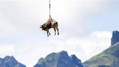 ظهور بقرة طائرة فوق جبال الألب بسويسرا | صورة