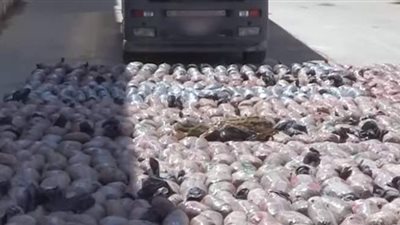 شاهد .. اللقطات الأولى لإحباط تهريب 2.5 طن لمخدر البانجو