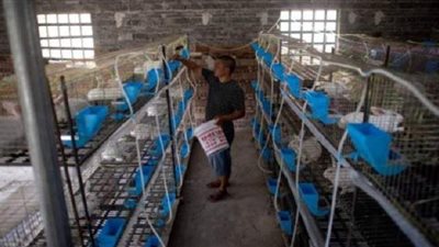 كورونا تكبد تجارة الجرذان والقطط والأفاعي بالصين خسائر فادحة | صور