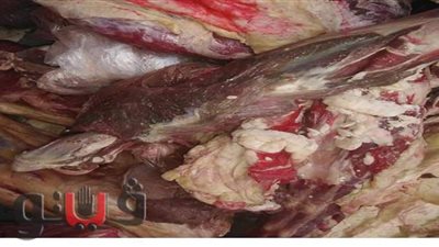 ضبط كميات من اللحوم الفاسدة ممهورة بأختام مزورة بالإسماعيلية | صور