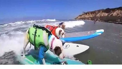 كلاب تستعرض مهارتها في مسابقة ركوب الأمواج  بشاطئ 