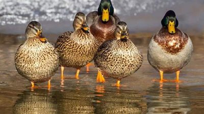 تفسير حلم رؤية البط في المنام وعلاقته بالخلافات الزوجية وفسخ الخطوبة وفقدن الأموال