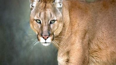 بسبب كورونا.. أسد الجبال يتجول في شوارع سانتياجو