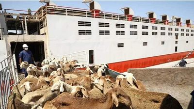 السعودية تعيد سفينة تحمل 14 ألف رأس ماشية للسودان لتدني المناعة