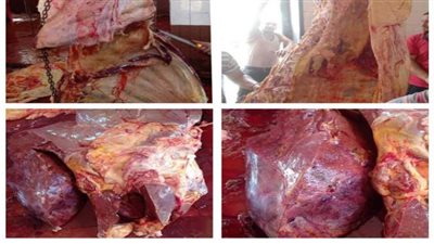 إعدام عجل جاموس مصاب بالصفراء بعد ذبحه في مجزر زفتي العمومى