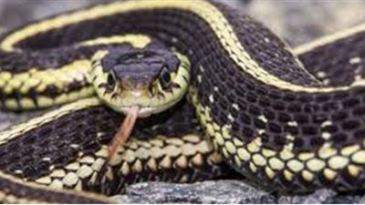 تفسير حلم لدغة الأفعى في المنام وعلاقتها بالعدو الماكر والخلافات الزوجية