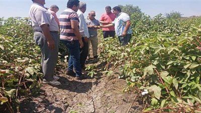 زراعة الغربية: 8 آلاف و566فدانا مساحة زراعة القطن هذا العام