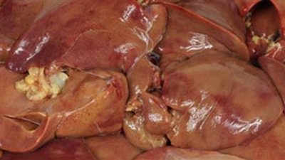 مصادرة 20 طن كبدة مستوردة فاسدة داخل ثلاجة بالهرم