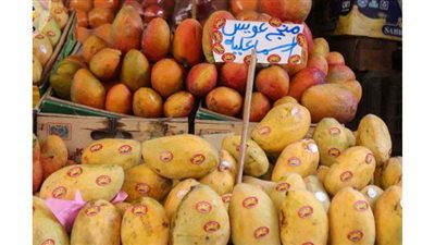 العويس والتيمور في خطر.. 3 عوامل تهدد  أصناف المانجو المحلية في مصر