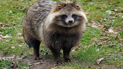 باحثون: كلاب الراكون قد تكون 