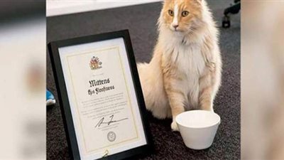 صفحته على الفيس يتابعها الآلاف.. قط شهير ينافس رئيسة وزراء نيوزيلندا على 