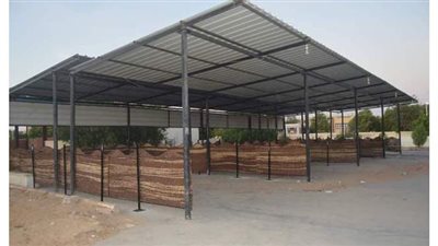 تجهيز 48 باكية بمعرض تمور الوادي الجديد استعدادا لجمع وشراء محصول البلح