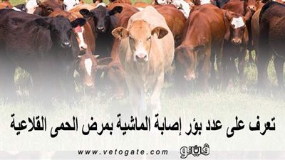 تعرَّف على عدد بؤر إصابة الماشية بمرض الحمى القلاعية | إنفوجراف